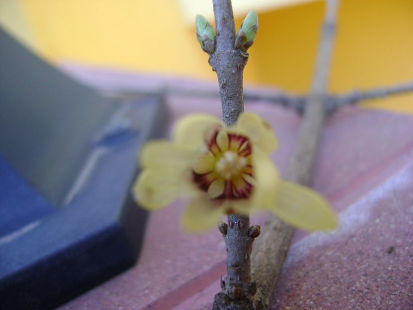 Arbustul zanei (Chimonanthus praecox) - Primavara 2017