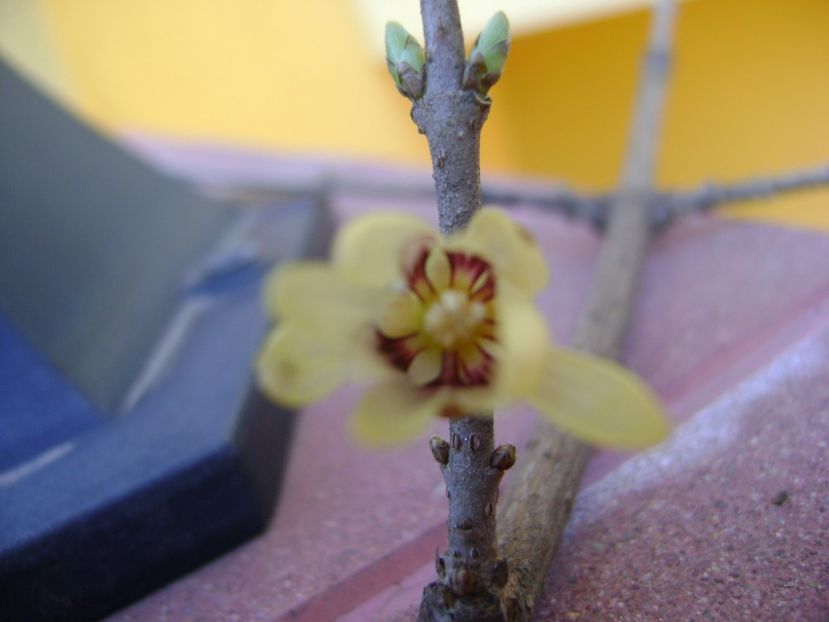 Arbustul zanei (Chimonanthus praecox) - Primavara 2017