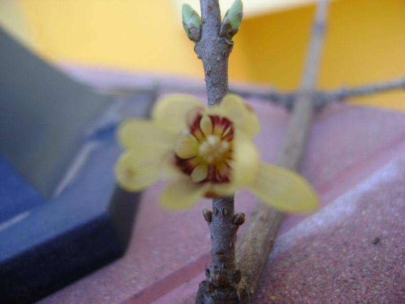Arbustul zanei (Chimonanthus praecox) - Primavara 2017