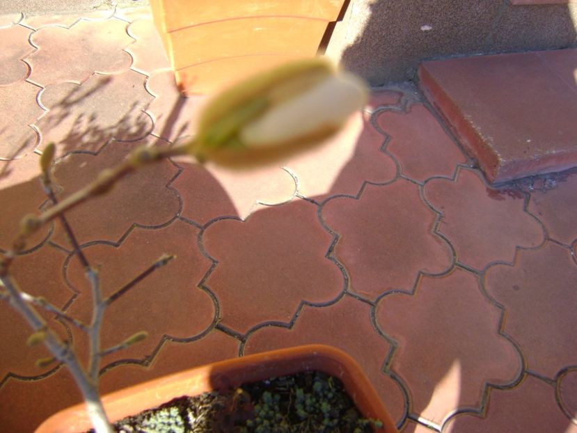 Magnolia stellata, prebonsai - Primavara 2017