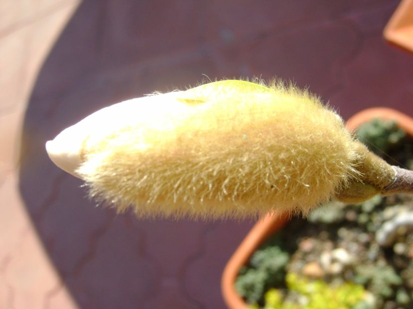 Magnolia stellata, prebonsai - Primavara 2017