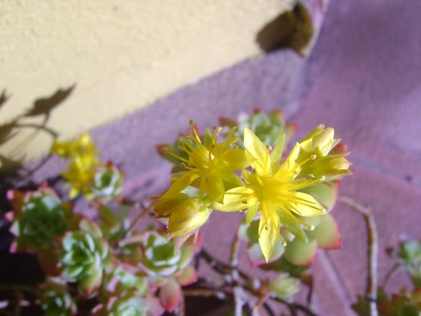Suculente hardy - Primavara 2017