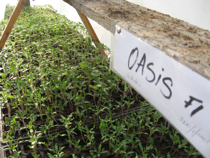 rosii - Imagini 22 martie 2017