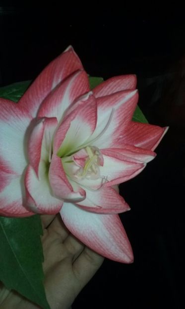  - Amaryllis
