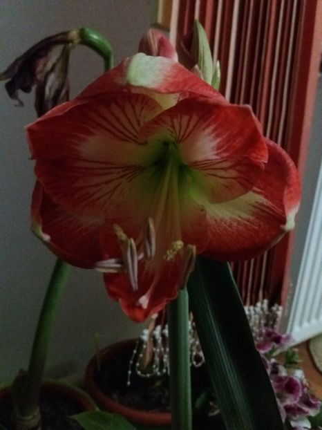 Exotic Peacock - Amaryllis