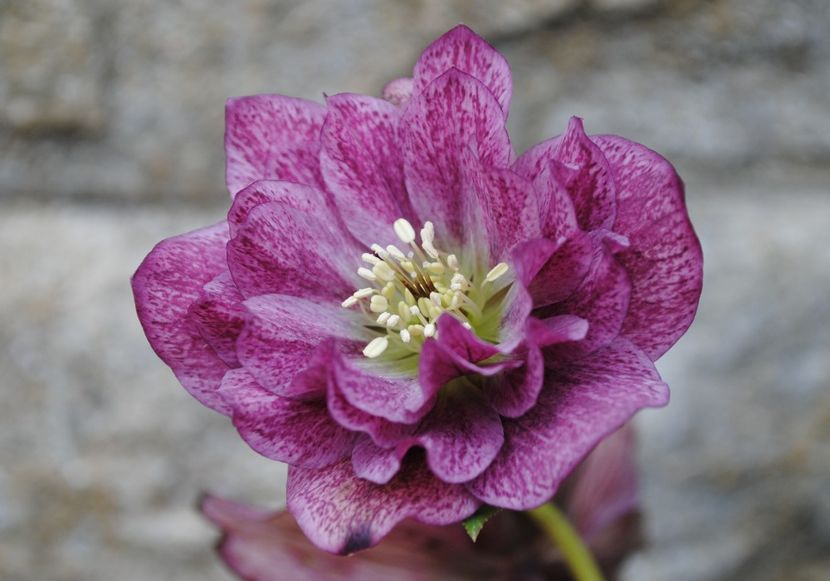 Helleborus Double Red - 2017 plantele mele