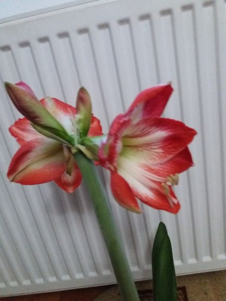  - Amaryllis
