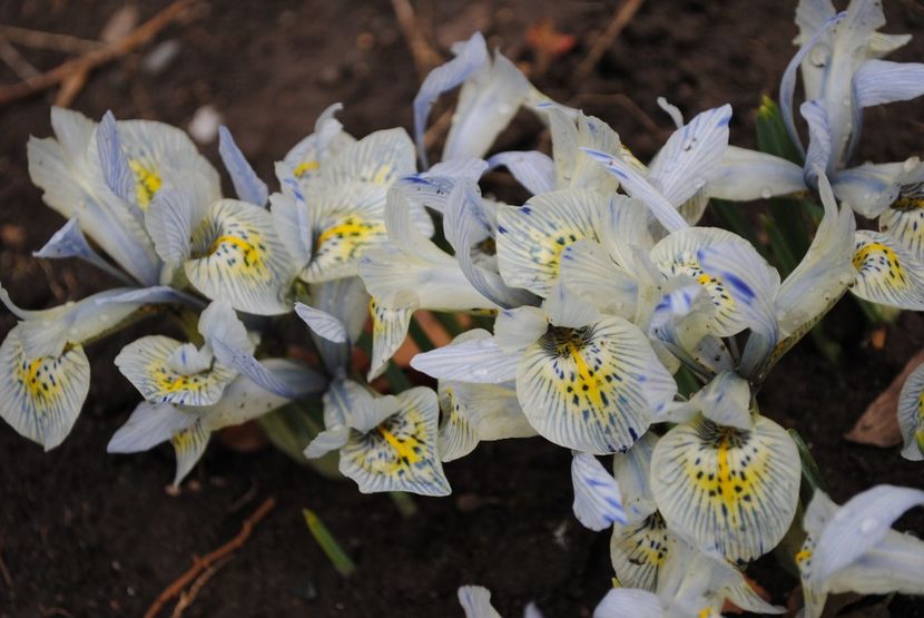 iris reticulata katharine hodgkin - 2017 plantele mele