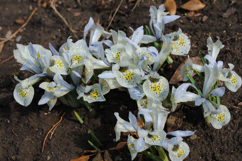 iris reticulata katharine hodgkin - 2017 plantele mele