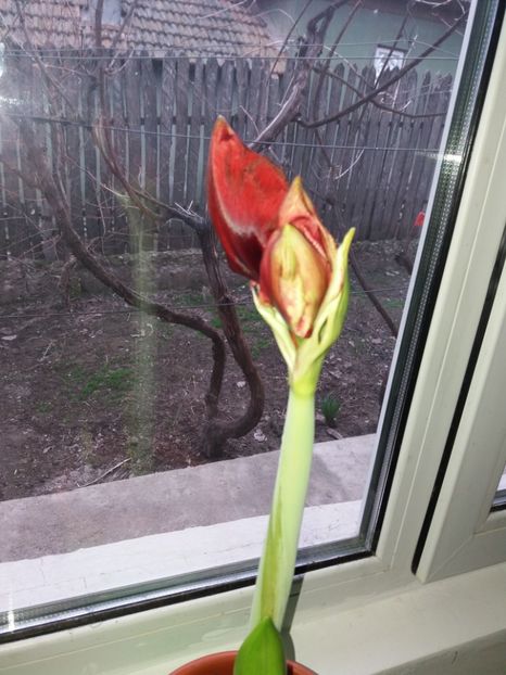 Red Pearl - Amaryllis