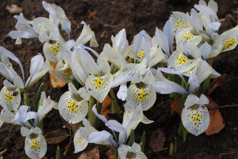 iris reticulata katharine hodgkin - 2017 plantele mele