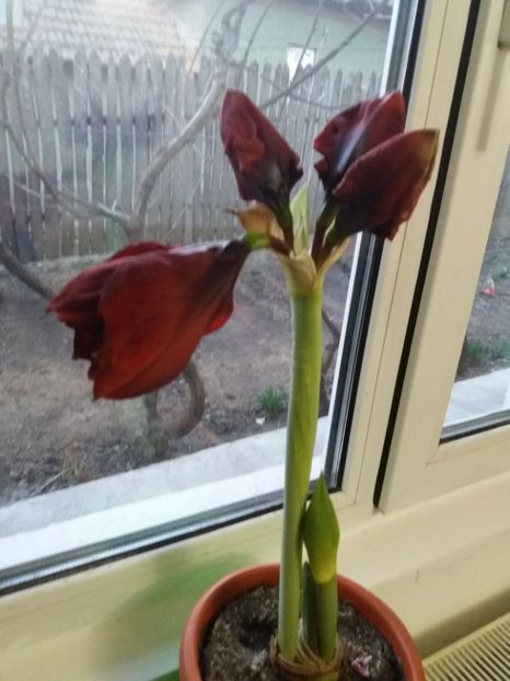 Red Pearl - Amaryllis