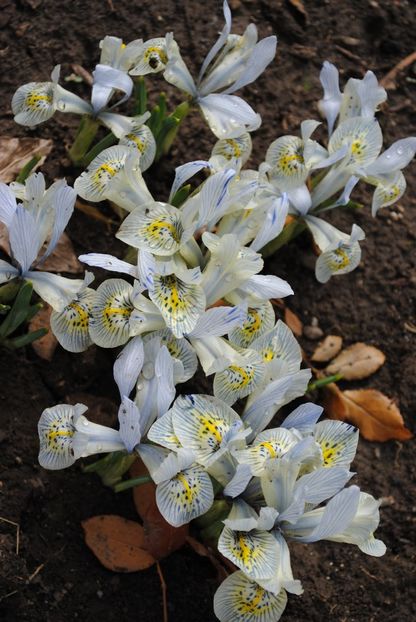 iris reticulata katharine hodgkin - 2017 plantele mele