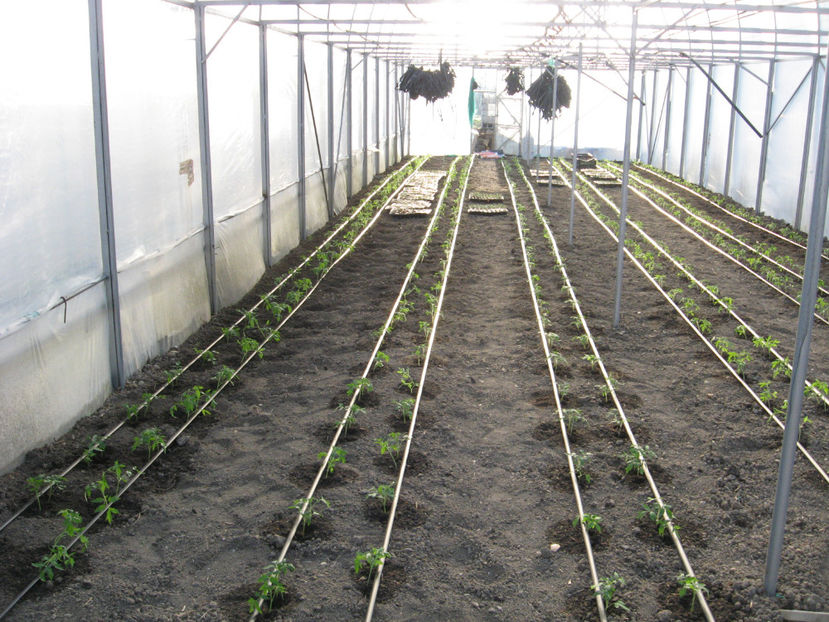 dupa plantat - Imagini 22 martie 2017