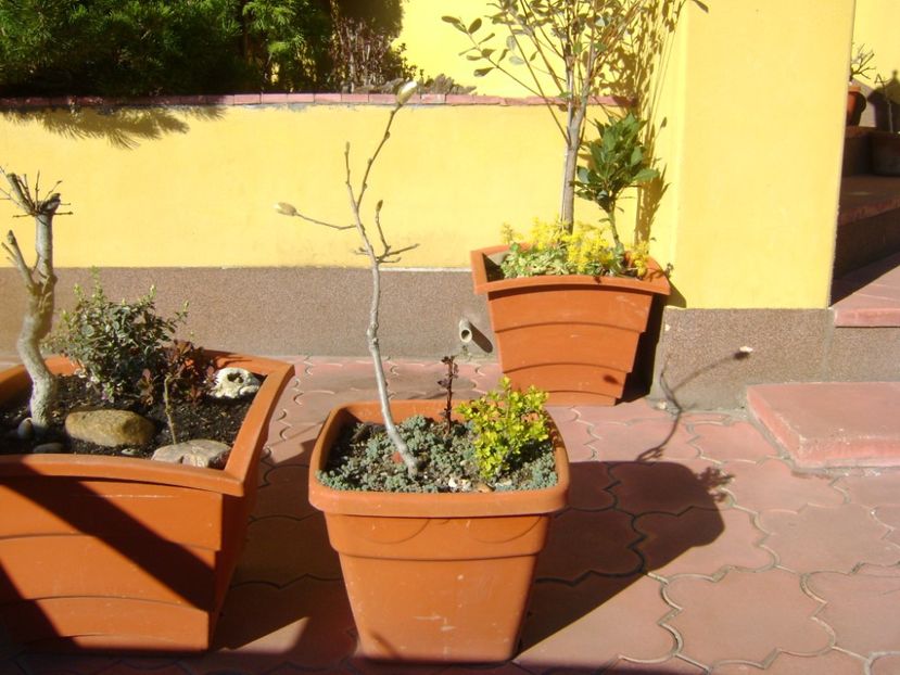 Magnolia stellata, boboci - Bonsai si prebonsai 2016-2017