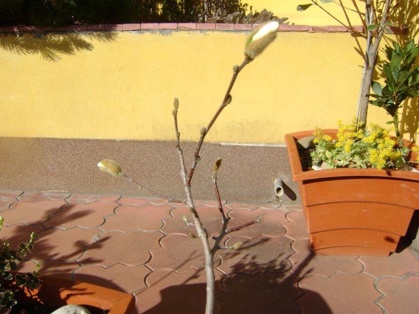 Magnolia stellata - Bonsai si prebonsai 2016-2017