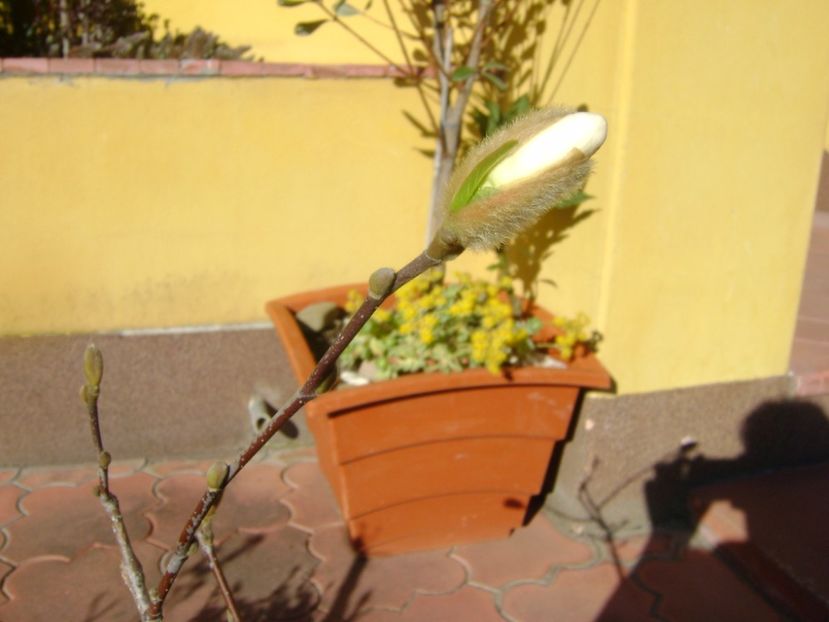 Magnolia stellata - Bonsai si prebonsai 2016-2017