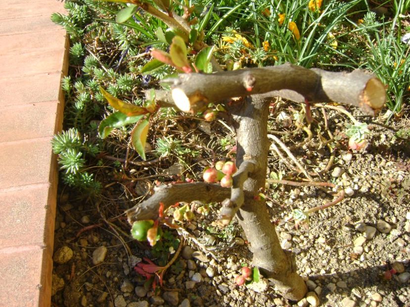 Gutui japonez (Chaenomeles japonica) - Bonsai si prebonsai 2016-2017