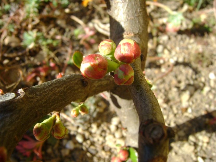 Gutui japonez (Chaenomeles japonica), prebonsai - Bonsai si prebonsai 2016-2017
