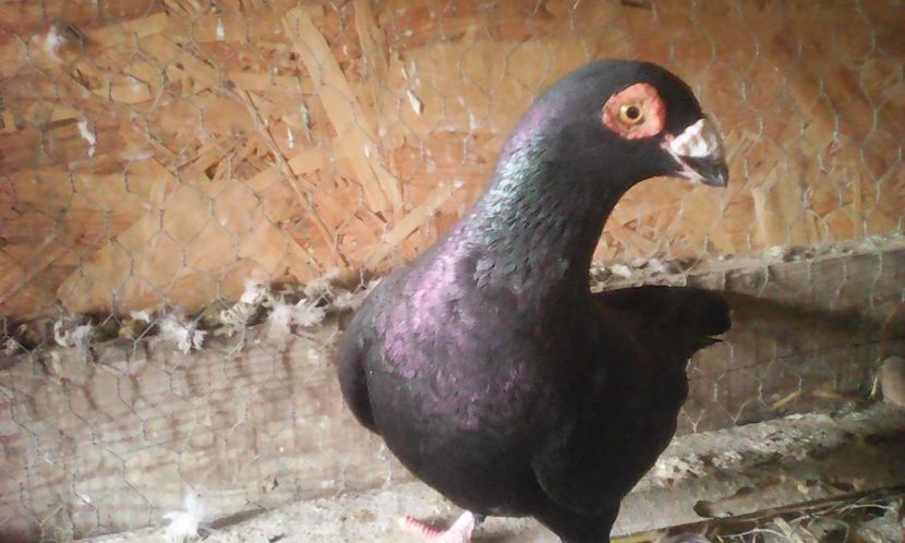 Femela 1 - De vanzare 2017