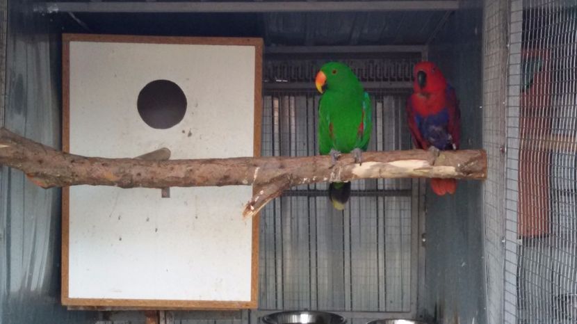 20170322_171030 - 6-PAPAGALI 2017