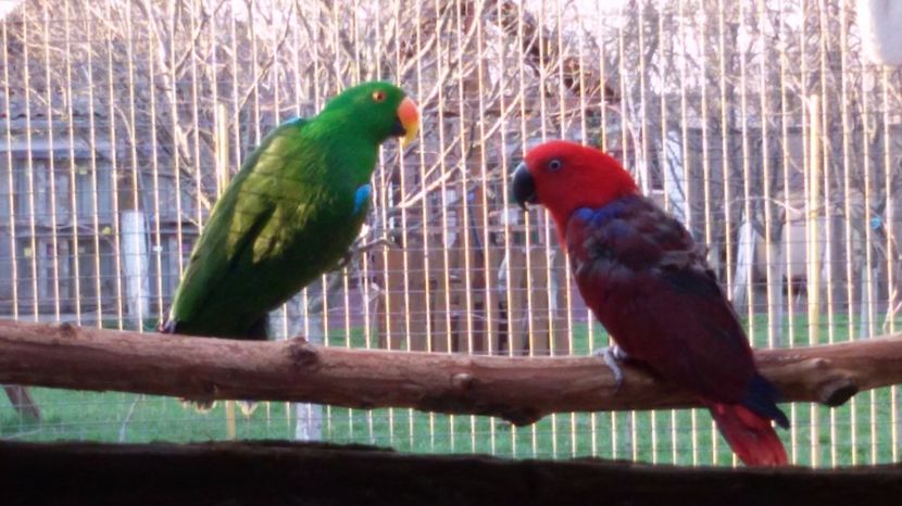 20170322_170515 - Eclectus Roratus