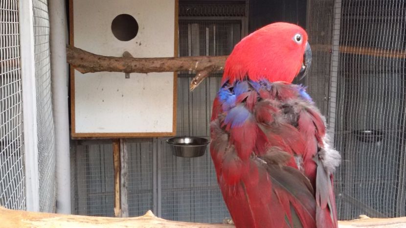 20170322_174547 - Eclectus Roratus