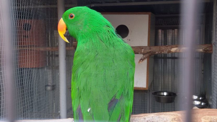 20170322_174854 - Eclectus Roratus