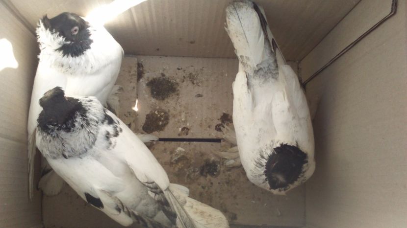 ... UKAS... - jdb 2017