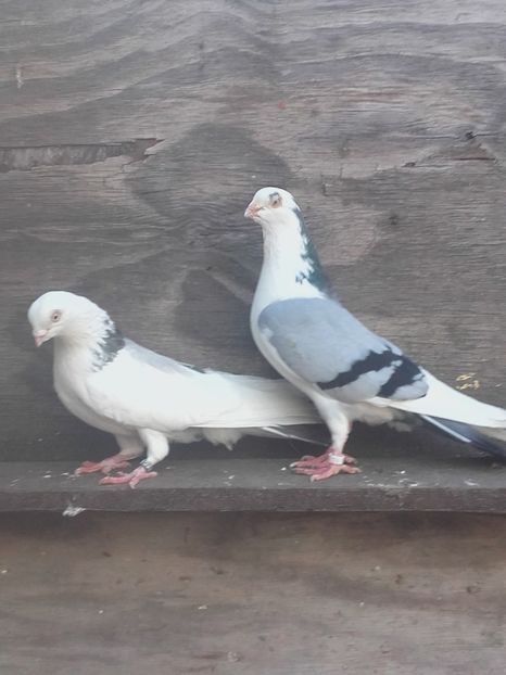 Seful cu femela lui - 4-Jucatori de Galati