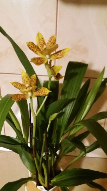 20 martie 2017 - Zygopetalum - Propetalum Golden Bay