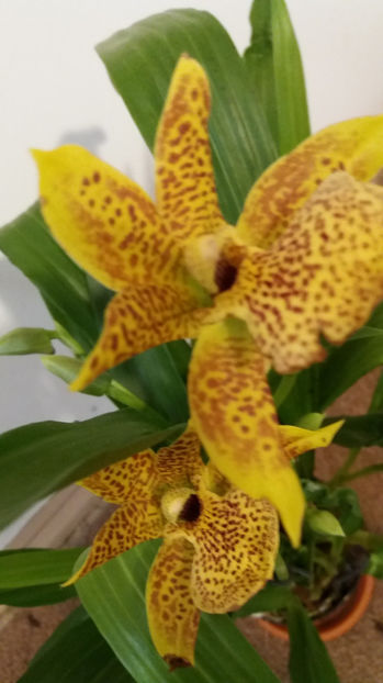 20 martie 2017 - Zygopetalum - Propetalum Golden Bay