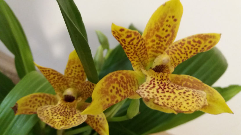 20 martie 2017 - Zygopetalum - Propetalum Golden Bay