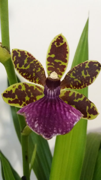 20 martie 2017 - Zygopetalum Barbel Hohn