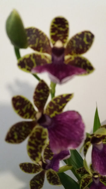 20 martie 2017 - Zygopetalum Barbel Hohn