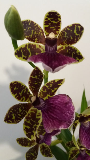 20 martie 2017 - Zygopetalum Barbel Hohn