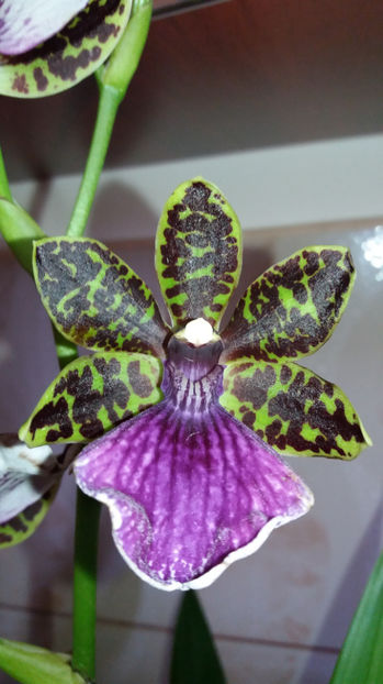 20 martie 2017 - Zygopetalum Barbel Hohn