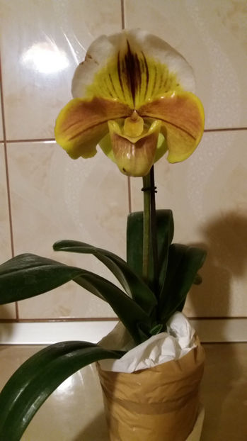 20 martie 2017 - galben cu maro