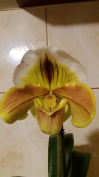 20 martie 2017 - galben cu maro