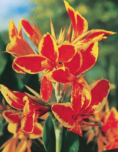 Canna Lucifer - De vanzare 2017