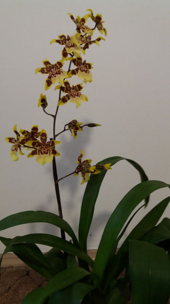 20 martie 2017 - colmanara Butterfly Yellow