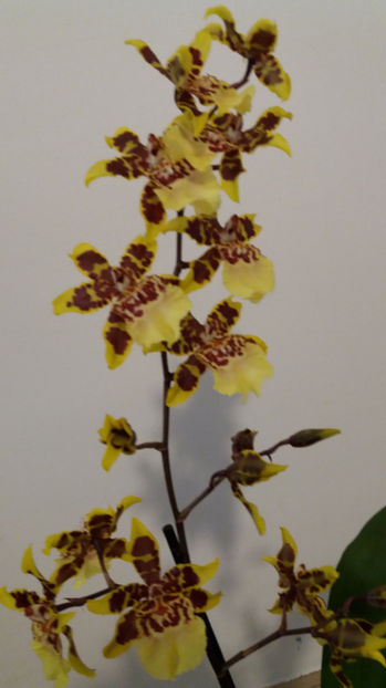 20 martie 2017 - colmanara Butterfly Yellow