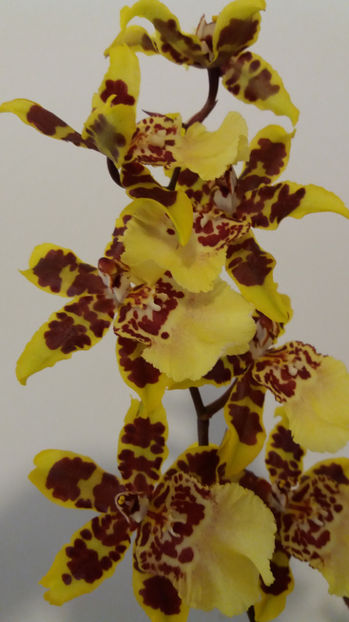 20 martie 2017 - colmanara Butterfly Yellow