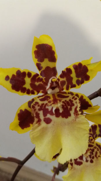 20 martie 2017 - colmanara Butterfly Yellow