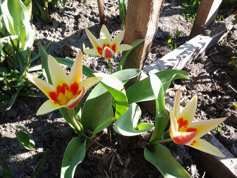 2017-03-22 10.43.06 - Martie 2017