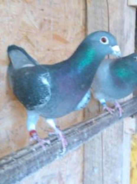 f 2007 dv - PORUMBEI CARE IAM VANDUT