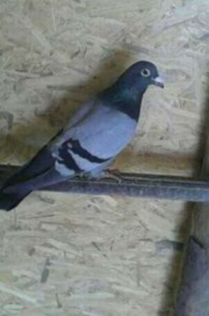 m 2912 ro - PORUMBEI CARE IAM VANDUT