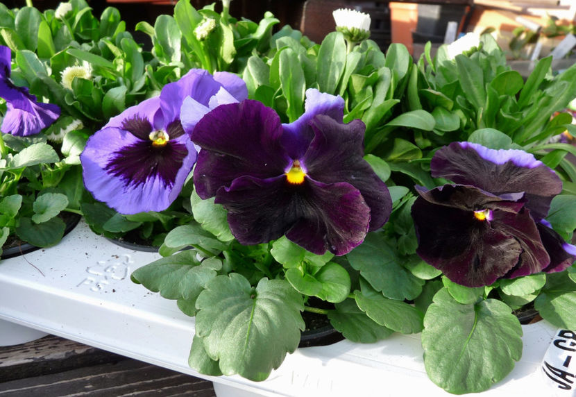 P2050461 - 2017 - 01 - Primavara