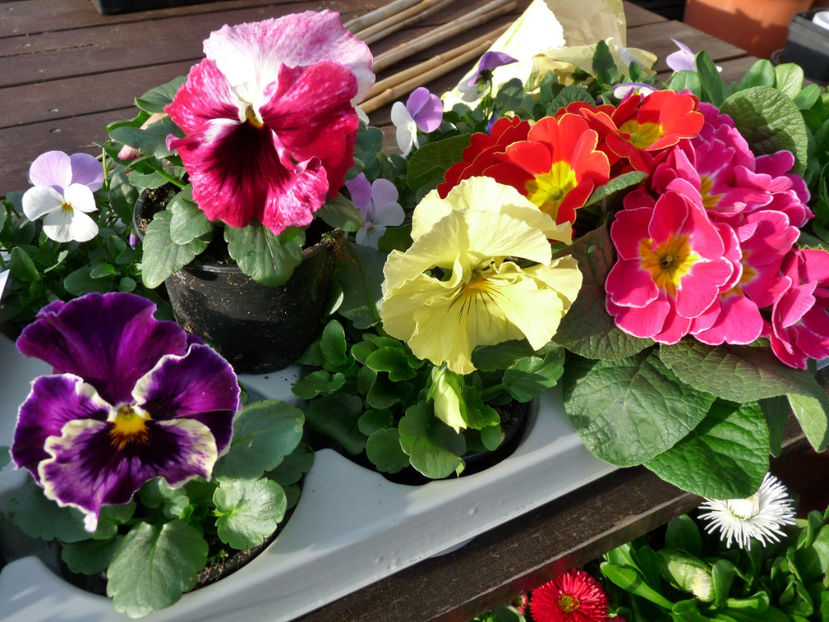 P2050464 - 2017 - 01 - Primavara