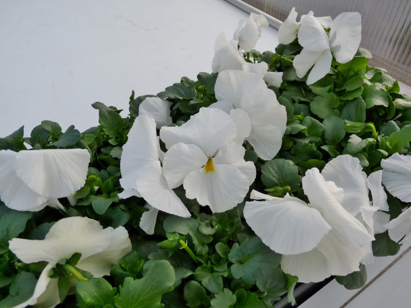 P2050431 - 2017 - 01 - Primavara